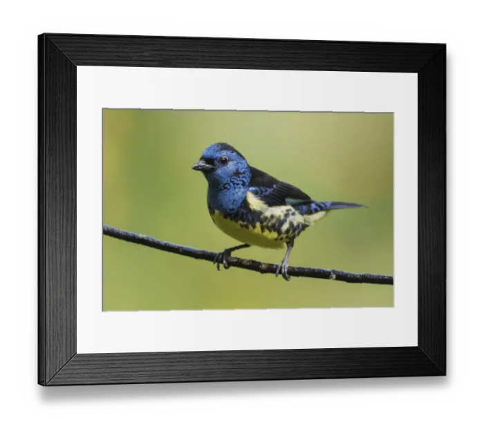 Framed Print : Turquoise tanager Framed Print : Turquoise tanager