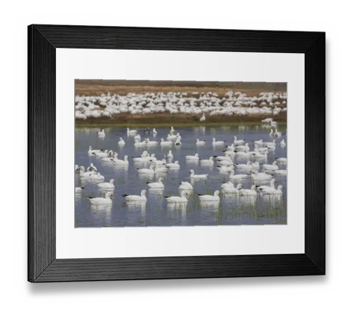 Framed Print : Rosss geese, migration stop Framed Print : Rosss geese, migration stop