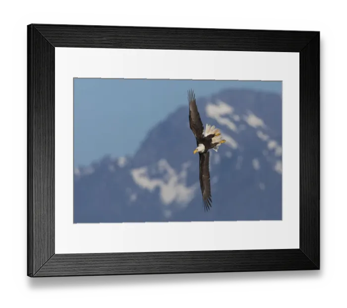 Framed Print : Bald eagle crow