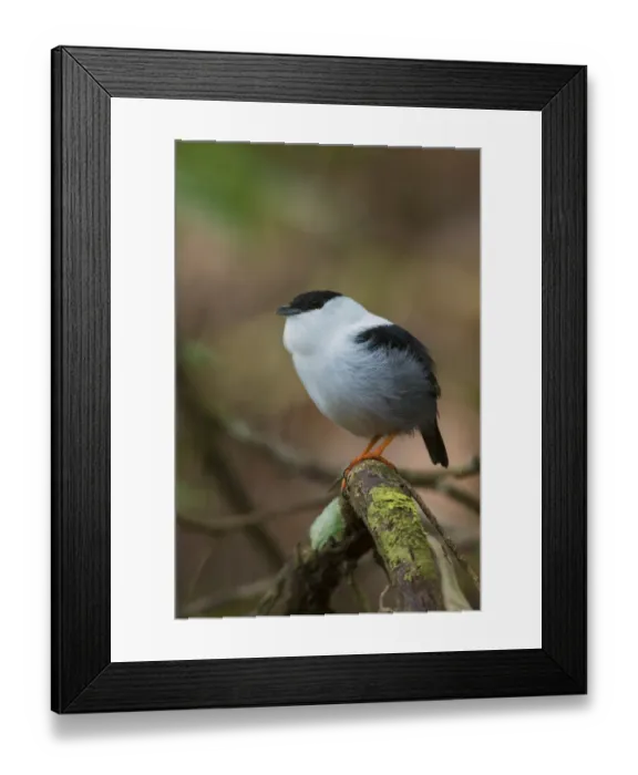 Framed Print : White-bearded manakin
