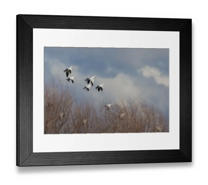 Framed Print : Rosss geese alighting Framed Print : Rosss geese alighting
