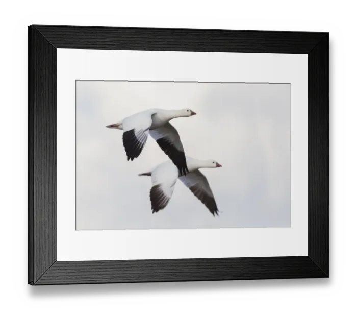 Framed Print : Rosss geese Framed Print : Rosss geese
