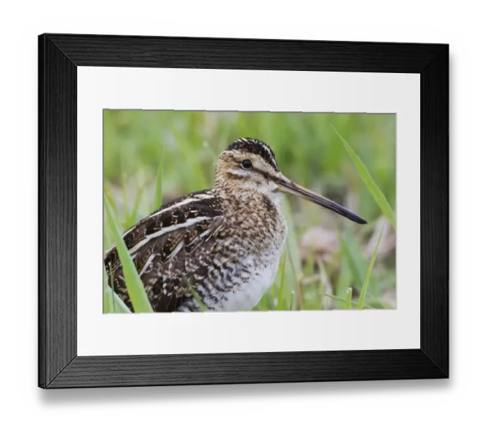 Framed Print : Common snipe close-up
