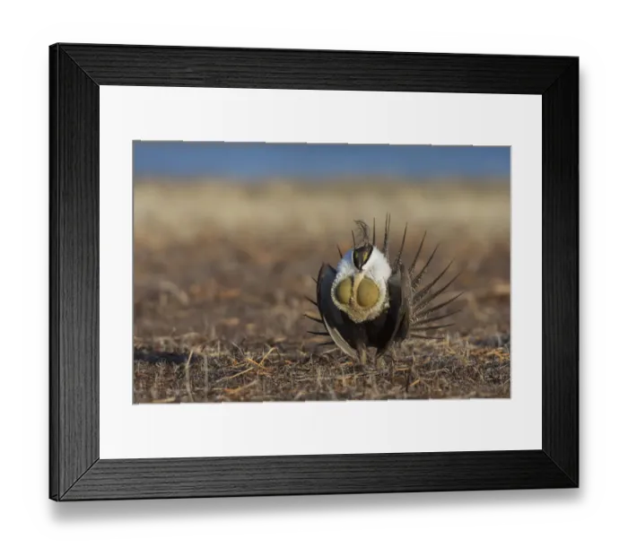 Framed Print : Greater sage-grouse, courtship performance