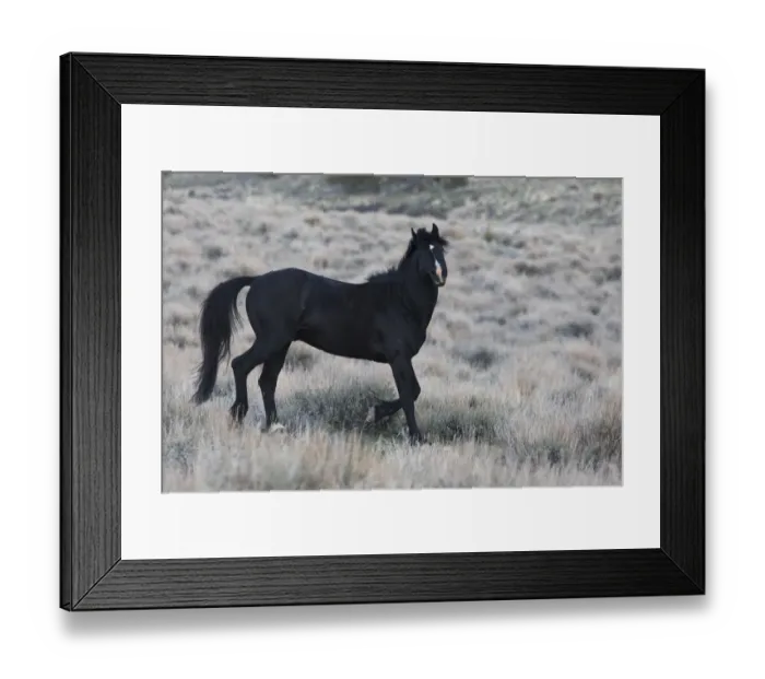 Framed Print : Young black stallion prancing Framed Print : Young black stallion prancing
