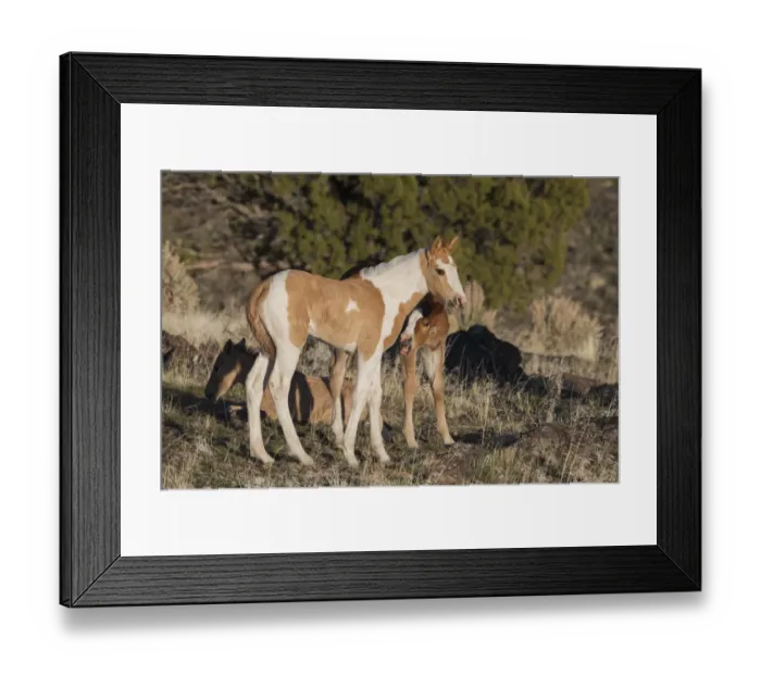 Framed Print : Young playful wild horses Framed Print : Young playful wild horses
