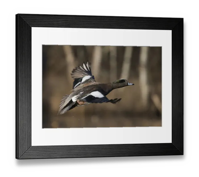 Framed Print : American wigeon drake