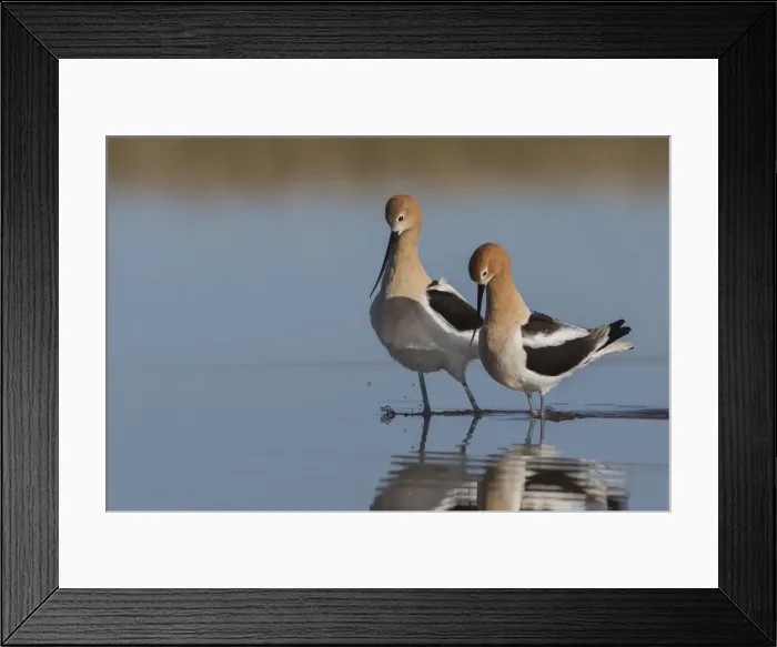 Framed Print : American avocet pair courtship Framed Print : American avocet pair courtship