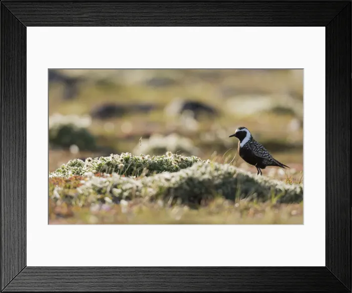 Framed Print : American golden plover silhouette on the Arctic tundra