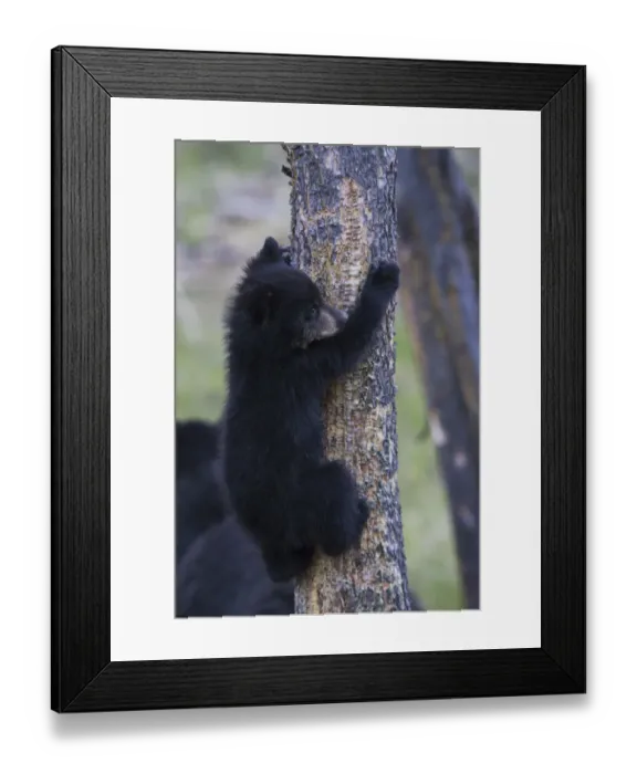 Framed Print : Black bear cub climbing to safety