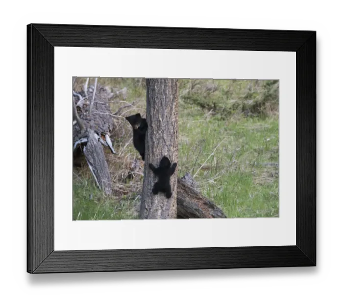 Framed Print : Black bear cubs climbing