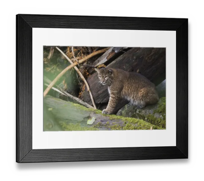 Framed Print : Bobcat, stalking salmon from log jam Framed Print : Bobcat, stalking salmon from log jam