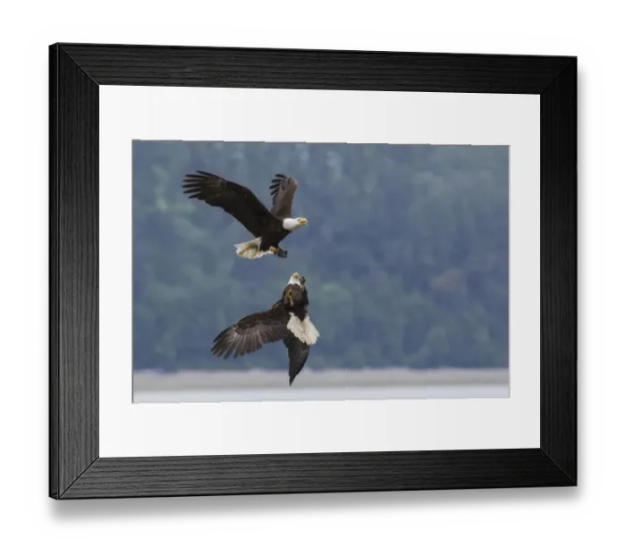Framed Print : Bald eagle pair battle over morsel of food Framed Print : Bald eagle pair battle over morsel of food