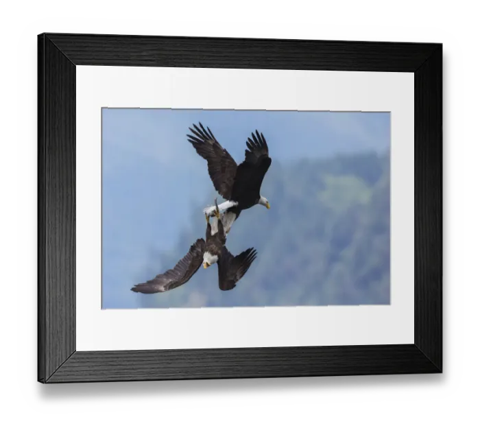 Framed Print : Bald eagle in flight battle for a meal Framed Print : Bald eagle in flight battle for a meal