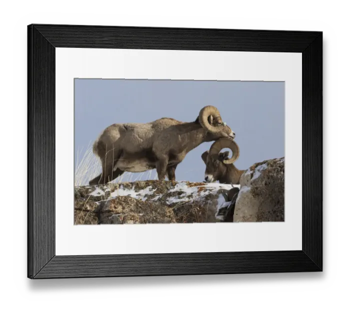 Framed Print : Rocky Mountain bighorn sheep rams head Framed Print : Rocky Mountain bighorn sheep rams head