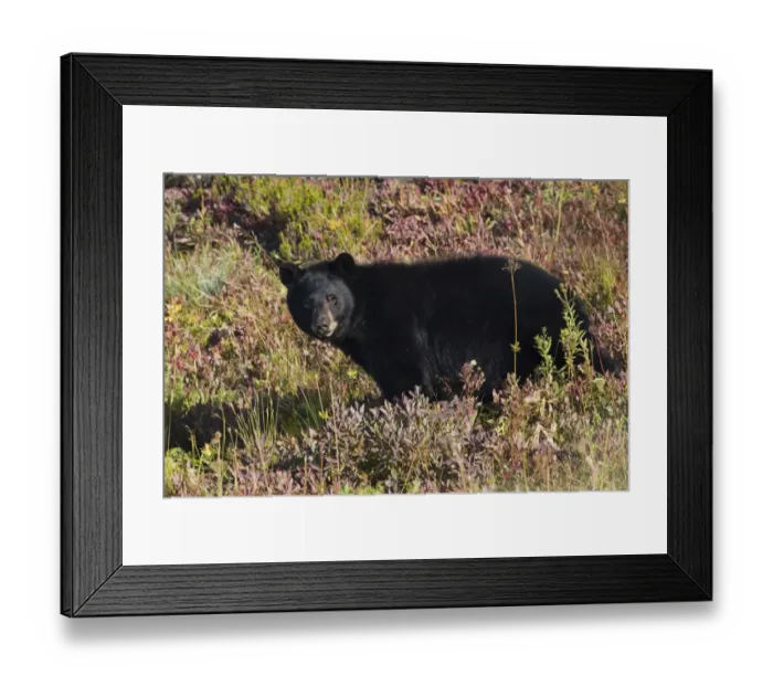 Framed Print : Black bear autumn huckleberry