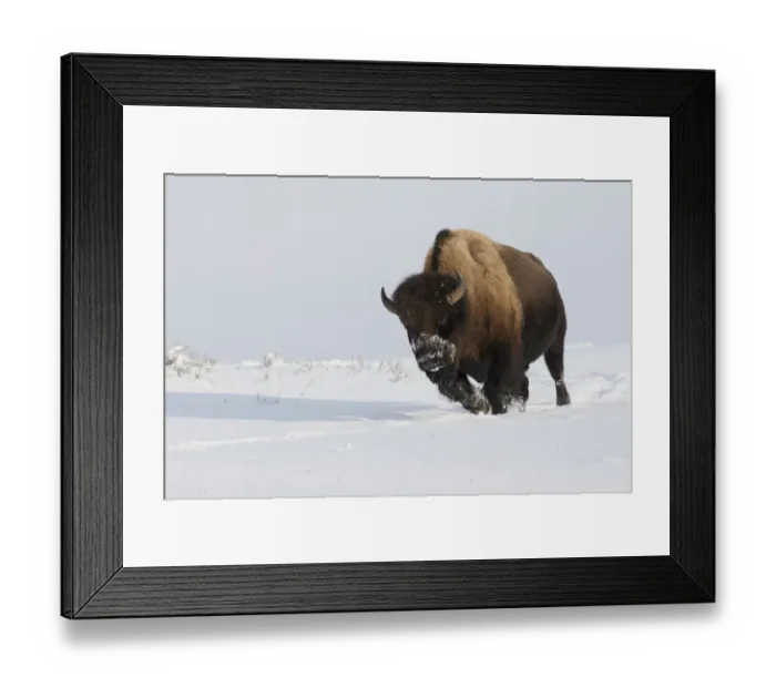 Framed Print : Bison bull on the move Framed Print : Bison bull on the move