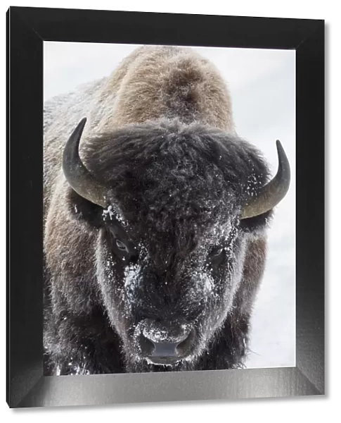 USA, Yellowstone, bison