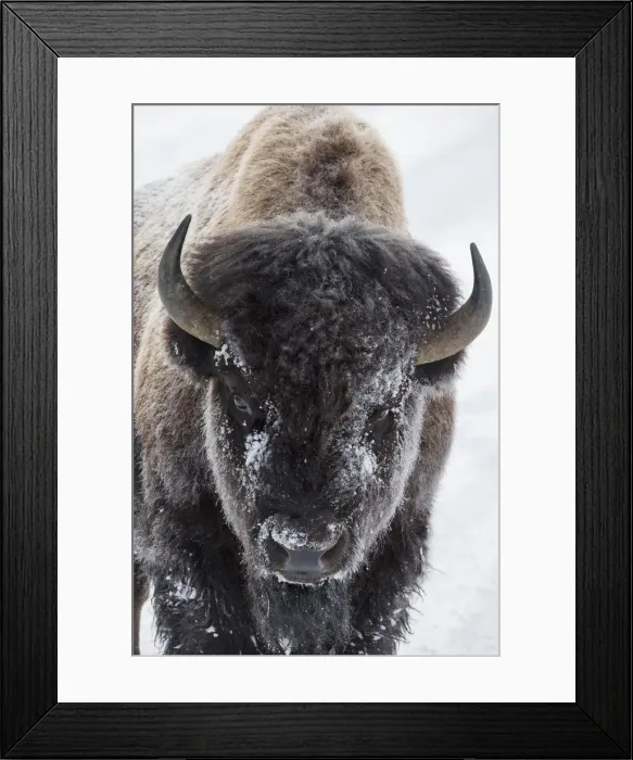 Framed Print : USA, Yellowstone, bison Framed Print : USA, Yellowstone, bison
