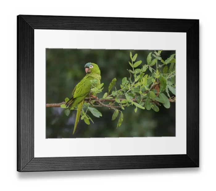 Framed Print : Blue-crowned parakeet
