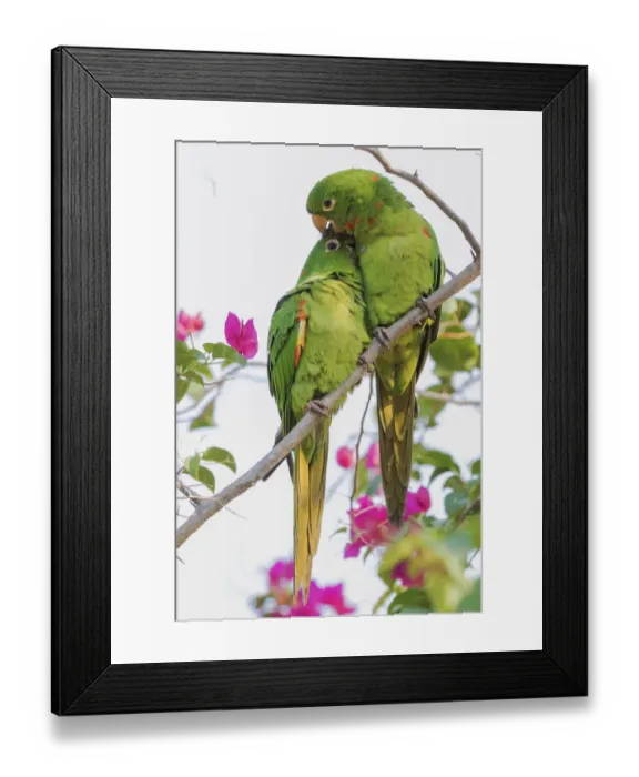 Framed Print : White-eyed parakeets preening one another Framed Print : White-eyed parakeets preening one another