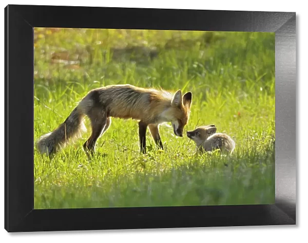 Canada, Manitoba, Whiteshell Provincial Park. Red fox mother with kit. Credit as
