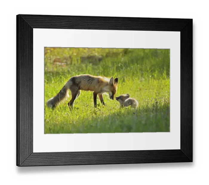 Framed Print : Canada, Manitoba, Whiteshell Provincial Park. Red fox mother with kit. Credit as