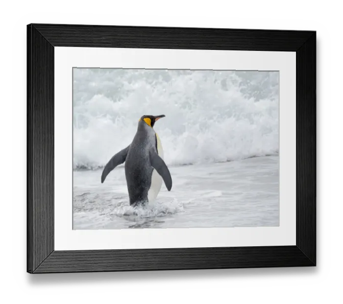 Framed Print : King Penguin (Aptenodytes patagonicus) rookery on Salisbury Plain in the Bay of Isles