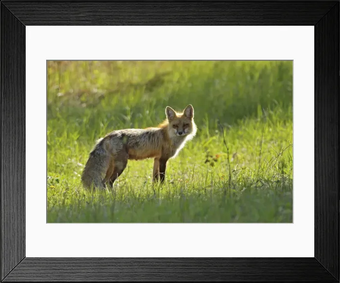 Framed Print : Canada, Manitoba, Whiteshell Provincial Park Framed Print : Canada, Manitoba, Whiteshell Provincial Park