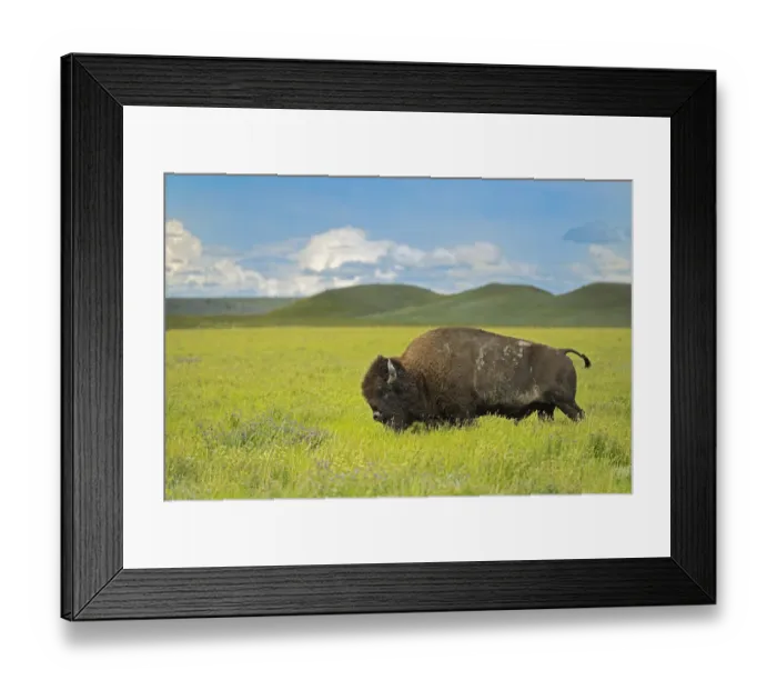 Framed Print : Canada, Saskatchewan, Grasslands National Park. Plains bison in grasslands. Credit as Framed Print : Canada, Saskatchewan, Grasslands National Park. Plains bison in grasslands. Credit as