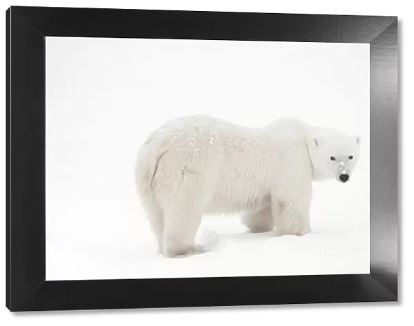 Canada, Manitoba, Churchill. Polar bear on frozen tundra