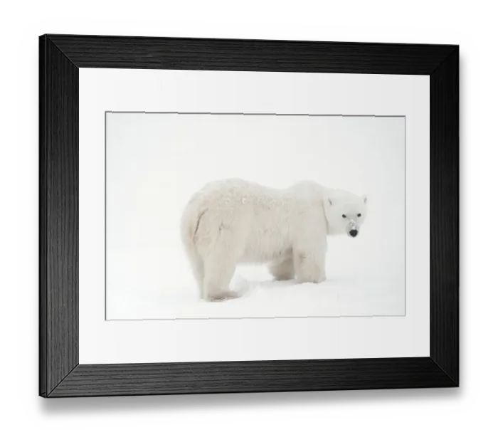 Framed Print : Canada, Manitoba, Churchill. Polar bear on frozen tundra Framed Print : Canada, Manitoba, Churchill. Polar bear on frozen tundra