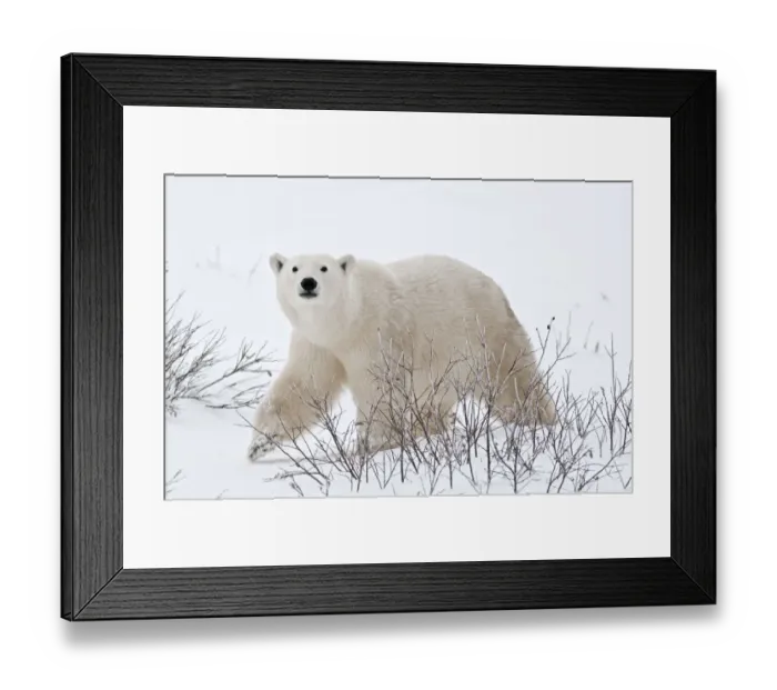 Framed Print : Canada, Manitoba, Churchill. Polar bear on frozen tundra