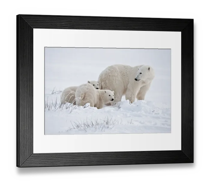 Framed Print : Canada, Manitoba, Churchill. Polar bear mother and cubs on frozen tundra. Credit as Framed Print : Canada, Manitoba, Churchill. Polar bear mother and cubs on frozen tundra. Credit as