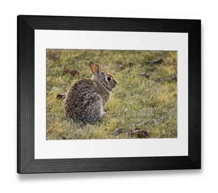 Framed Print : Canada, Manitoba, Winnipeg. Cottontail rabbit on lawn