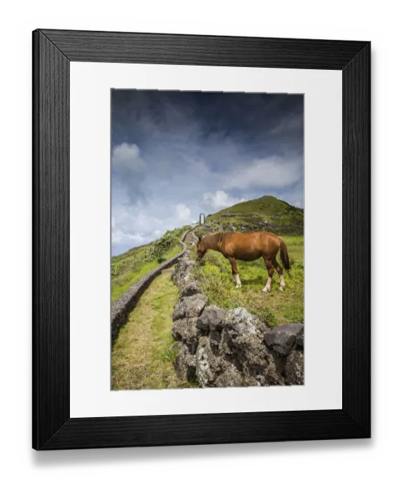 Framed Print : Portugal, Azores, Santa Maria Island, Maia. Horse in coastal pasture Framed Print : Portugal, Azores, Santa Maria Island, Maia. Horse in coastal pasture