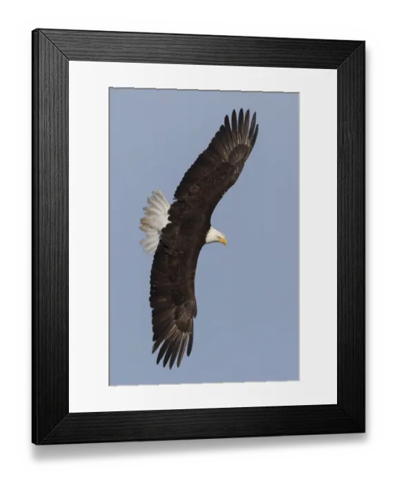 Framed Print : Bald Eagle flying Framed Print : Bald Eagle flying