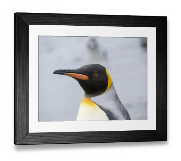 Framed Print : King Penguin (Aptenodytes patagonicus) rookery on Salisbury Plain in the Bay of Isles Framed Print : King Penguin (Aptenodytes patagonicus) rookery on Salisbury Plain in the Bay of Isles