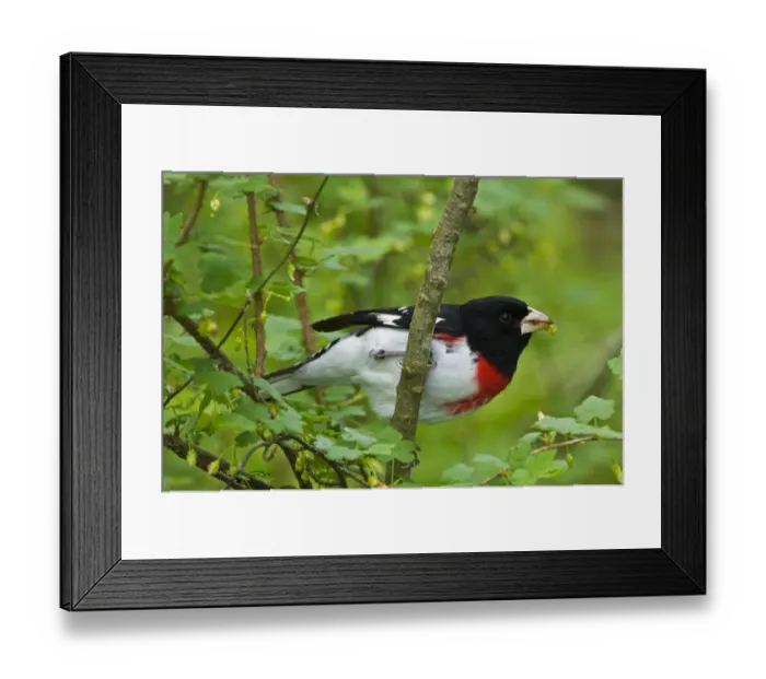 Framed Print : Point Pelee National Park. Rose-breasted grosbeak close-up Framed Print : Point Pelee National Park. Rose-breasted grosbeak close-up