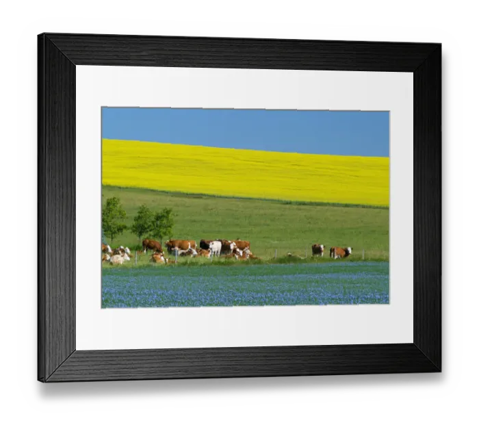 Framed Print : Canada, Manitoba, Bruxelles. Cattle and canola and flax crops