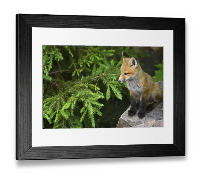 Framed Print : Killarney Provincial Park. Young red fox on rock Framed Print : Killarney Provincial Park. Young red fox on rock