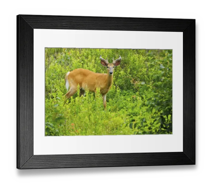 Framed Print : Killarney Provincial Park. White-tailed deer in meadow Framed Print : Killarney Provincial Park. White-tailed deer in meadow
