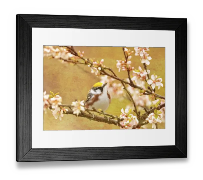 Framed Print : Canada. Chestnut-sided warbler bird in tree Framed Print : Canada. Chestnut-sided warbler bird in tree