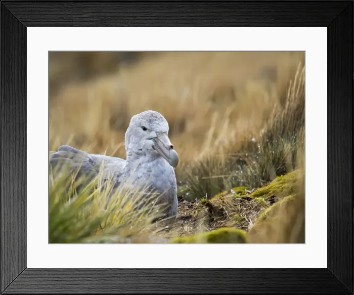 Framed Print : Southern Giant Petrel (Macronectes giganteus) on nest in Godthul on South Georgia Island Framed Print : Southern Giant Petrel (Macronectes giganteus) on nest in Godthul on South Georgia Island