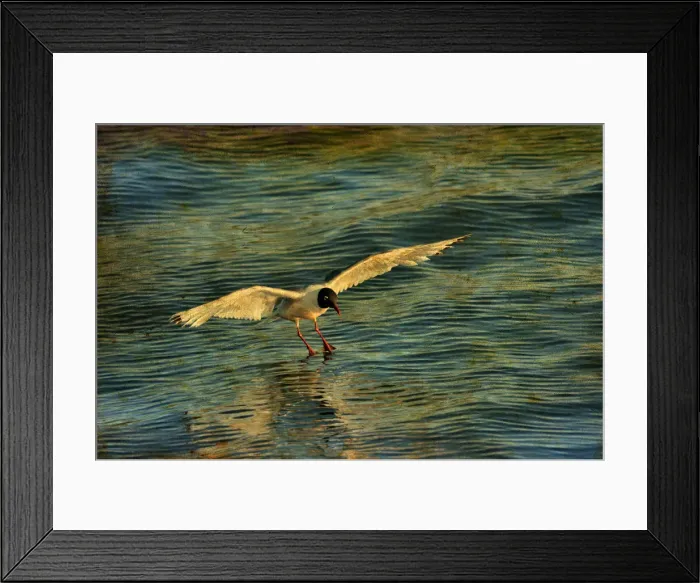 Framed Print : Canada. Franklins gull landing on water Framed Print : Canada. Franklins gull landing on water