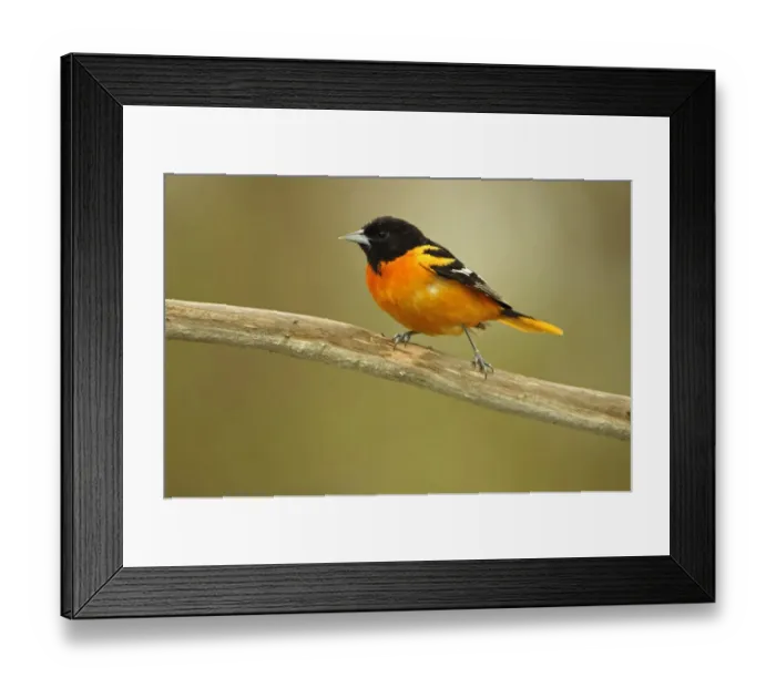 Framed Print : Rondeau Provincial Park. Baltimore oriole on branch Framed Print : Rondeau Provincial Park. Baltimore oriole on branch