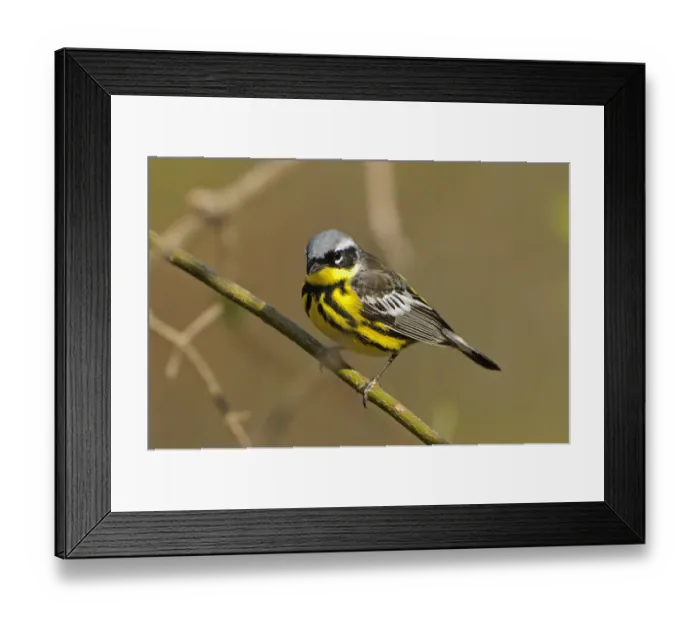 Framed Print : Point Pelee National Park. Magnolia warbler close-up Framed Print : Point Pelee National Park. Magnolia warbler close-up