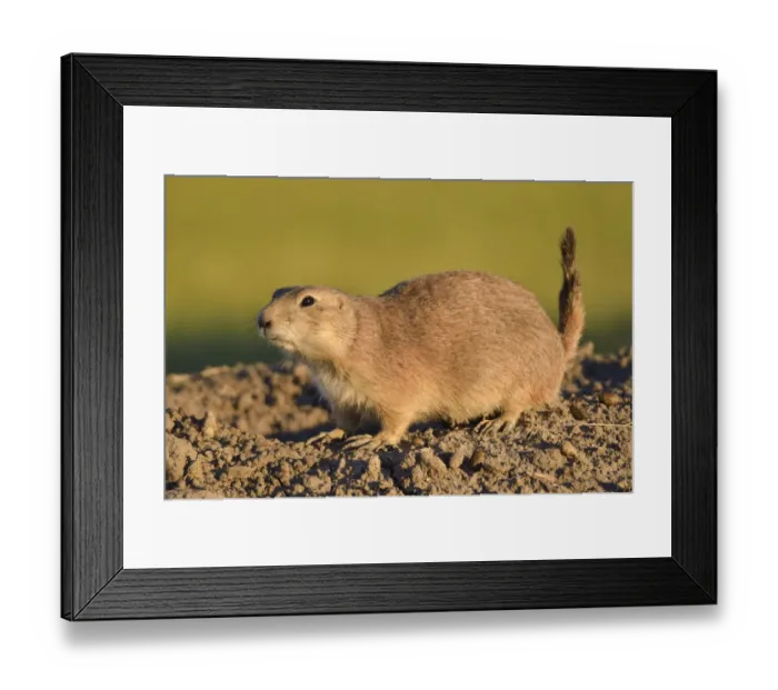 Framed Print : Canada, Saskatchewan, Grasslands National Park. Black-tailed prairie dog atop mound at sunset Framed Print : Canada, Saskatchewan, Grasslands National Park. Black-tailed prairie dog atop mound at sunset