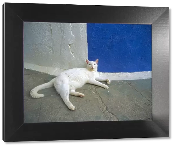Greece, Santorini, Oia. White cat resting. Credit as: Jim Nilsen  /  Jaynes Gallery  /  DanitaDelimont