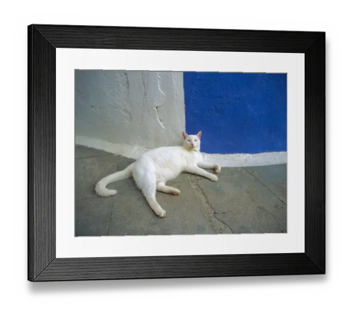 Framed Print : Greece, Santorini, Oia. White cat resting. Credit as: Jim Nilsen / Jaynes Gallery / DanitaDelimont Framed Print : Greece, Santorini, Oia. White cat resting. Credit as: Jim Nilsen / Jaynes Gallery / DanitaDelimont